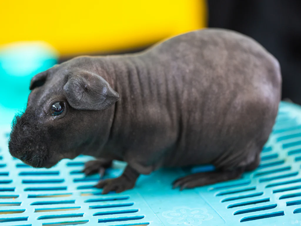 How Long Does a Hairless Guinea Pig Live