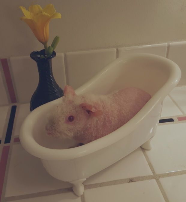 Should I Bathe My Skinny Pig