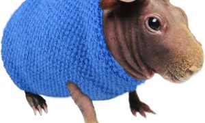 Do Hairless Guinea Pigs Need Heat