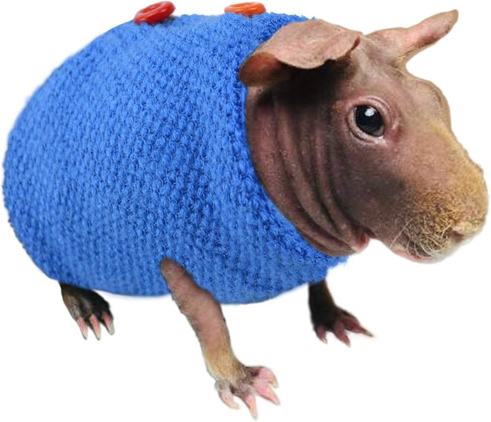 Do Hairless Guinea Pigs Need Heat